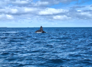 Whale-watching boat carrying NZ Anglican Church delegates capsizes in Tonga Paramedics from New South Wales led the rescue