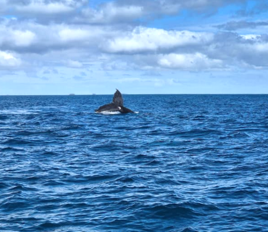 Whale-watching boat carrying NZ Anglican Church delegates capsizes in Tonga Paramedics from New South Wales led the rescue